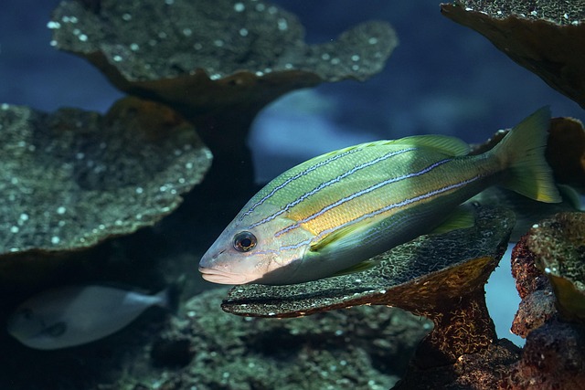 hardscaping-for-aquariums-640x480-37836341.jpeg