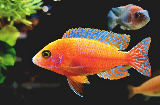 hardscaping-for-aquariums-640x480-82219002.jpeg