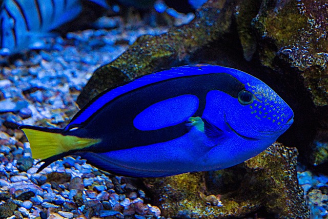 high-end-aquarium-design-640x480-24177354.jpeg