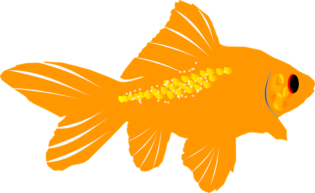 high-quality-custom-aquariums-640x480-87019637.png