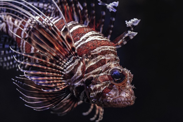 high-quality-custom-aquariums-640x480-97099571.jpeg