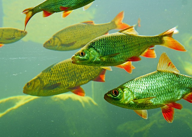 hotel-lobby-aquariums-640x480-16435073.jpeg
