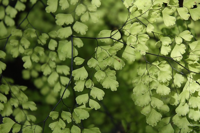Low-Maintenance Plants: Effortless Styling for Every Home