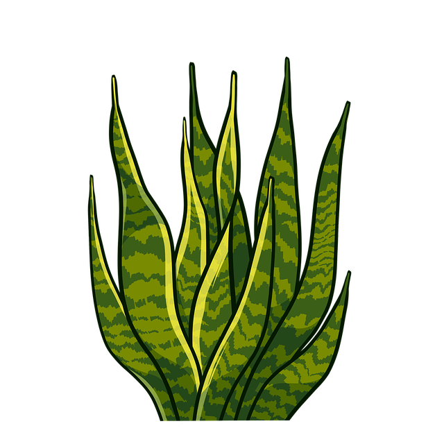 houseplant-arrangement-services-640x480-33437417.png