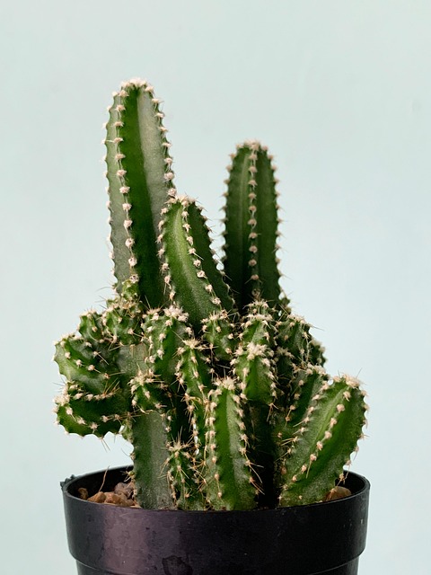 houseplant-arrangement-services-640x480-5530198.jpeg