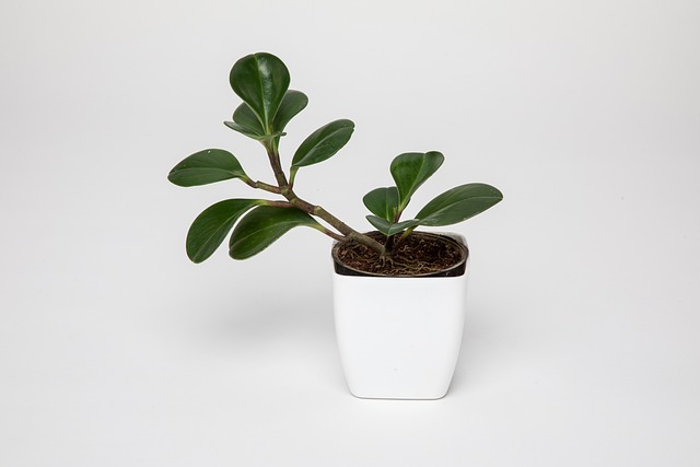 houseplant-arrangement-services-640x480-7852174.jpeg