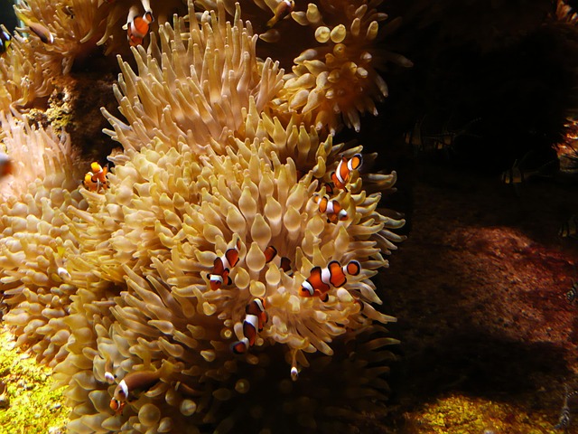 Freshwater Custom Aquariums: Installation & Maintenance Mastery