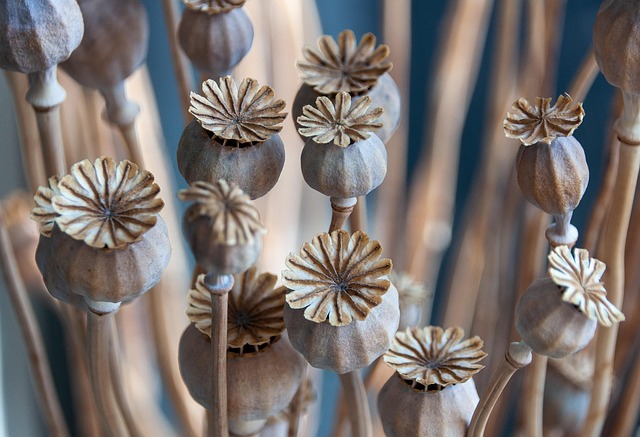 indoor-plant-arrangement-640x480-4208259.jpeg