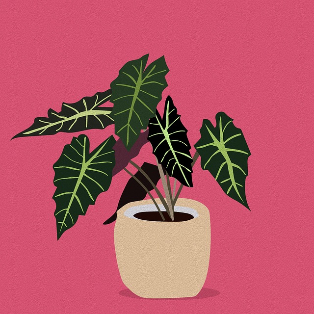 indoor-plant-care-services-640x480-55673844.jpeg