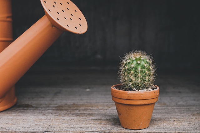 Feng Shui Plants: Harmonious Design for Positive Energy Flow