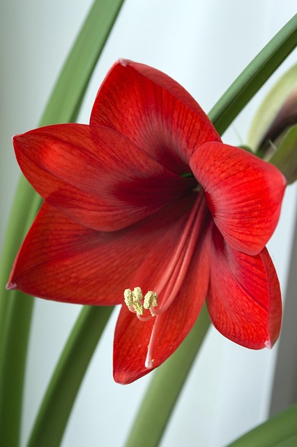 indoor-plant-decor-for-homes-640x480-62104580.jpeg