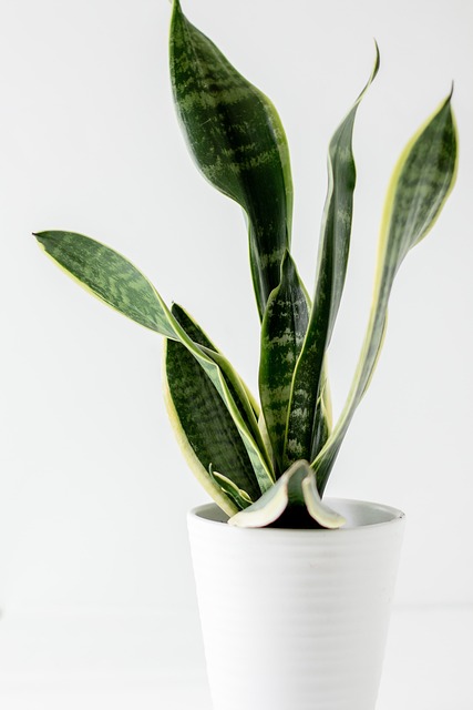 Elevate Your Home with Stunning Indoor Jungle Design Accents