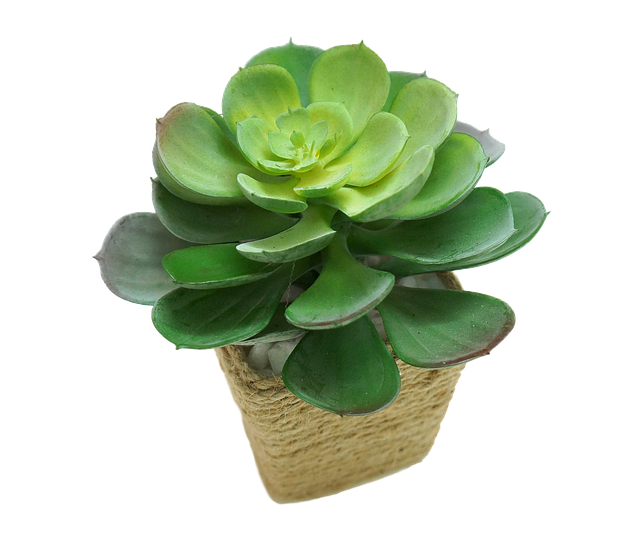 indoor-plant-decor-for-homes-640x480-94088351.png