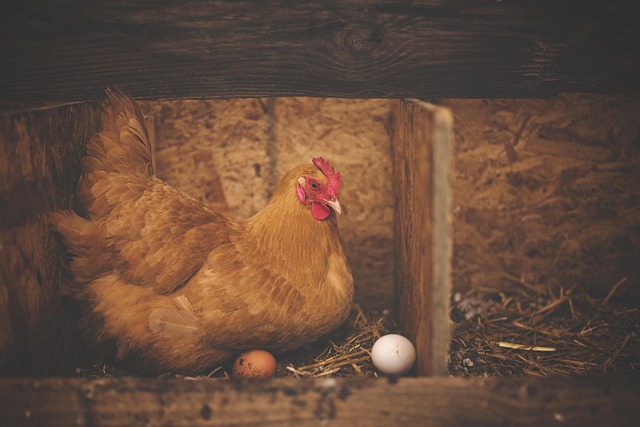 Hormonal Treatments & Implantation: Donor Eggs as a Solution for Infertile Women
