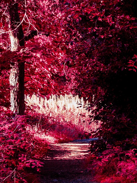 Detoxifying Infrared Therapy: Weighing Risks, Precautions for Safe Practice