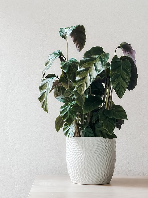 interior-plant-design-640x480-95053528.jpeg