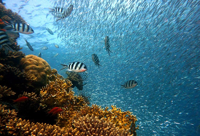 iot-enabled-fish-tanks-640x480-34026205.jpeg