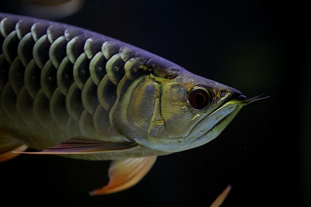 iot-enabled-fish-tanks-640x480-41596609.jpeg