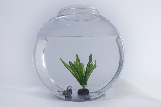 iot-enabled-fish-tanks-640x480-78088689.jpeg