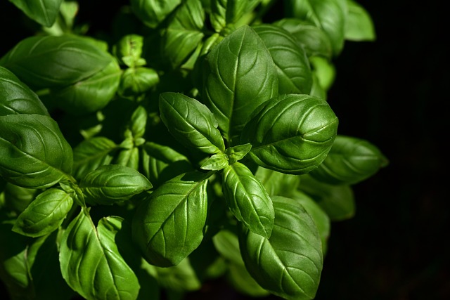 Maximize Eco-Efficiency: Energy-Saving Kitchen Appliances for Sustainable Living