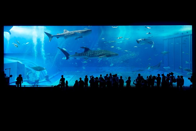 Revolutionizing Large Aquarium Sustainability with Advanced Water Management