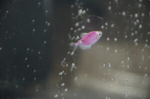 luxury-home-aquariums-640x480-61293386.jpeg