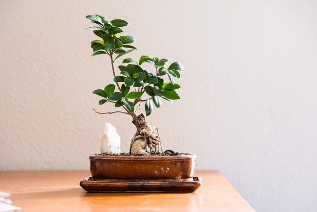 Illuminate Your Home: Optimal Lighting for Residential Plant Design