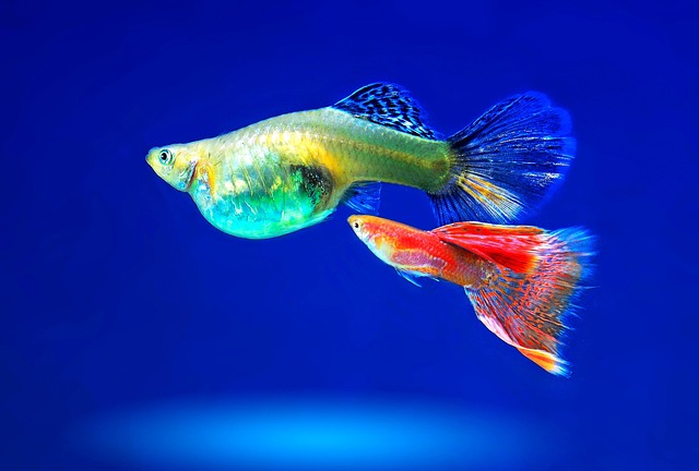 miniature-aquariums-640x480-95006449.jpeg