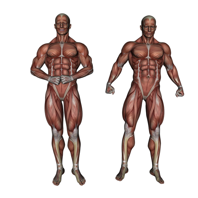 muscle-repair-with-red-light-therapy-640x480-29157179.png
