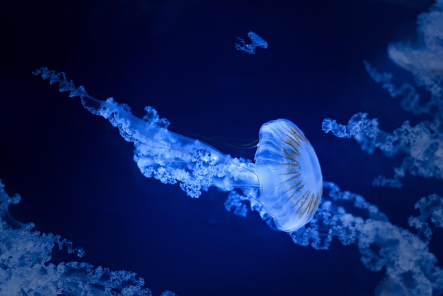 museum-quality-aquariums-640x480-38845069.jpeg