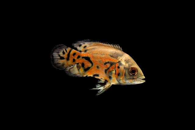 museum-quality-aquariums-640x480-90483213.jpeg