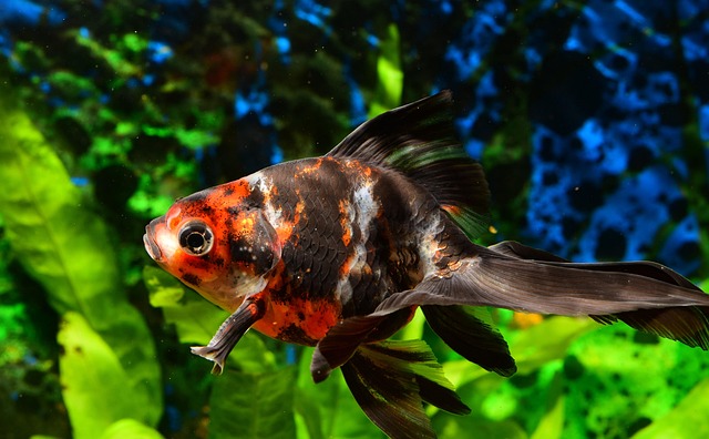 museum-quality-aquariums-640x480-99975582.jpeg