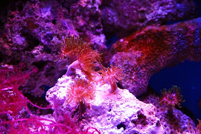 nano-aquariums-640x480-32679650.jpeg
