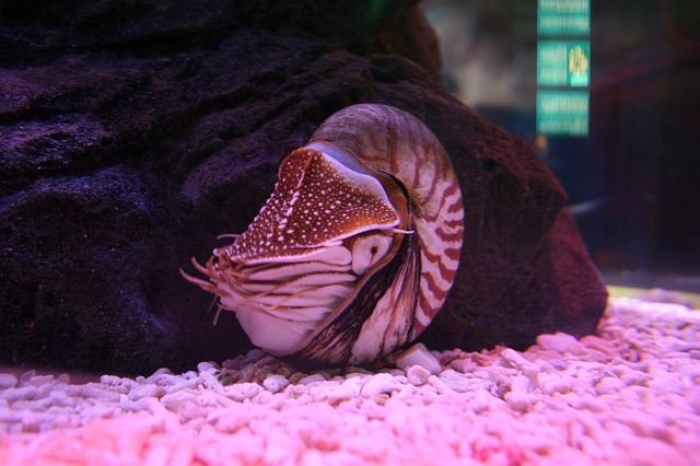 nano-aquariums-640x480-58573734.jpeg