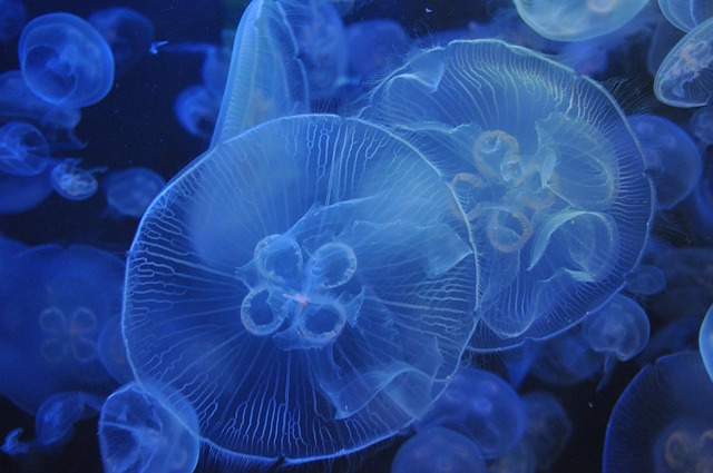 nano-aquariums-640x480-63638179.jpeg
