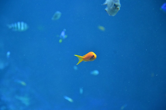 nature-inspired-aquariums-640x480-10087720.jpeg