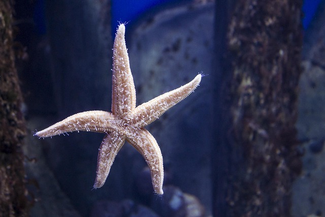 Luxury Aquariums: Unveiling Artistic Detail in Specialty Design