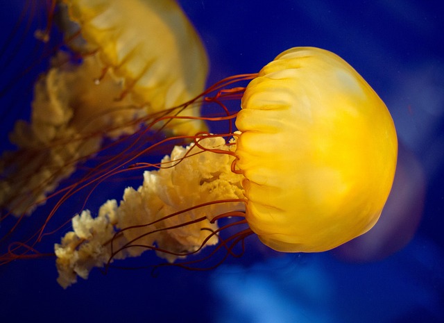 nature-style-aquariums-640x480-51641240.jpeg