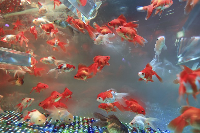 nature-style-aquariums-640x480-78734209.jpeg