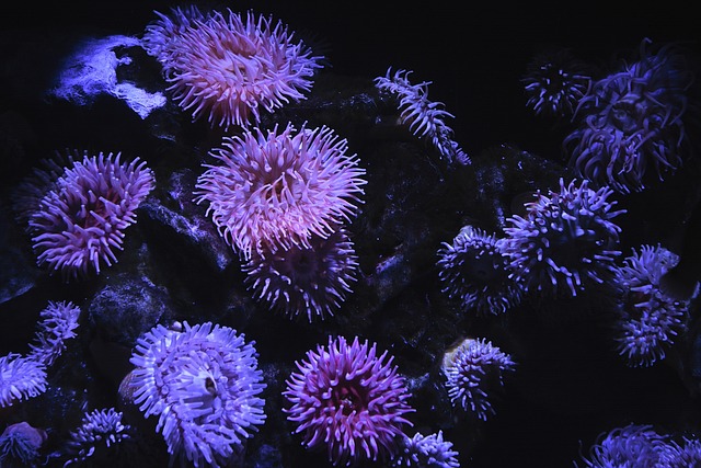 Premium Fish Tanks: Crafting Luxury Aquatic Escapes