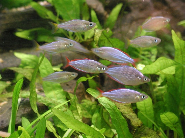 personalized-small-aquariums-640x480-76673610.jpeg