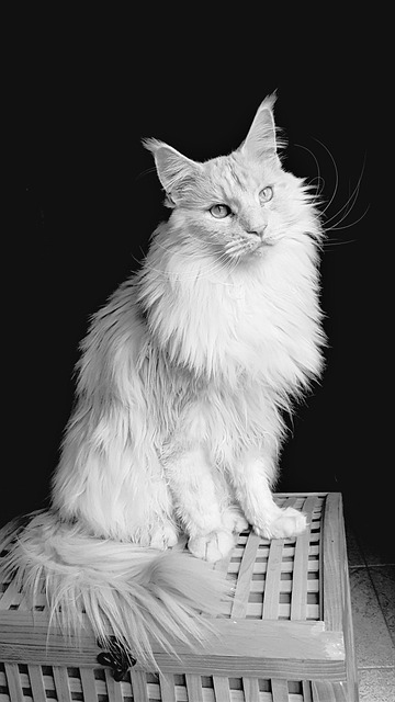pet-scan-contrast-media-640x480-3260371.jpeg