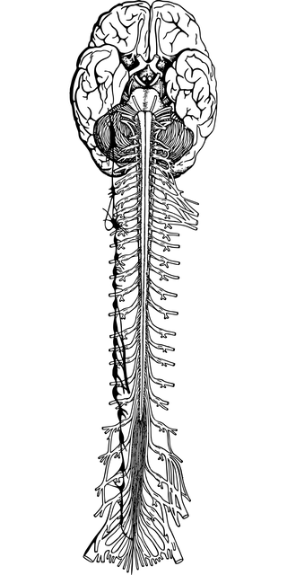 pet-scan-for-nervous-system-disorders-640x480-10347966.png