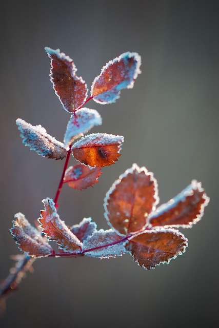 plant-care-for-all-season-640x480-40013562.jpeg