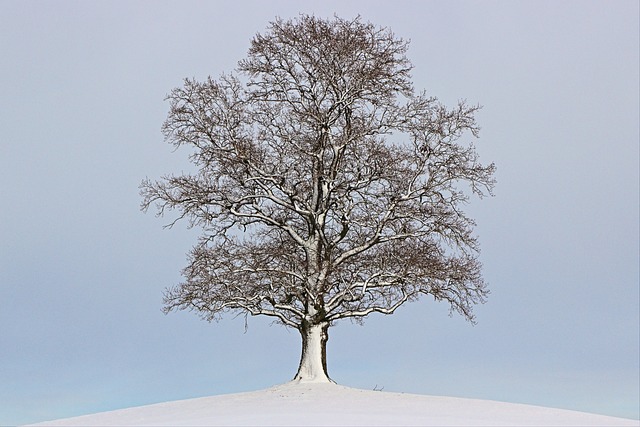 Navigating Seasonal Transitions: Plant Care & Temperature Sensitivity
