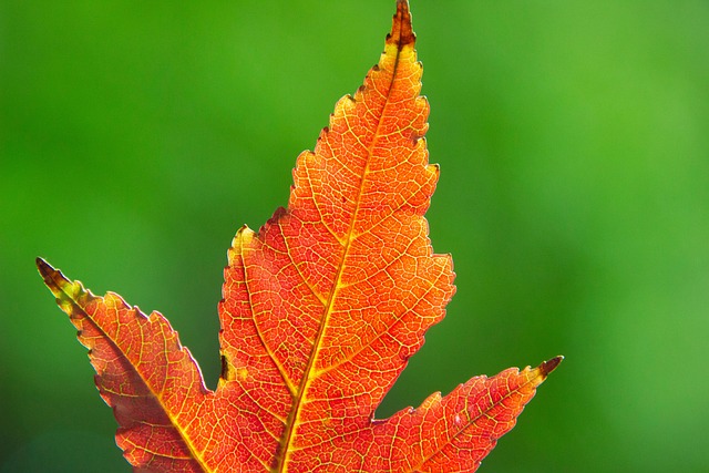 plant-care-for-all-season-640x480-70646620.jpeg
