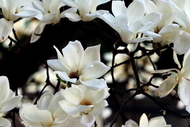 plant-care-for-all-season-640x480-75504206.jpeg