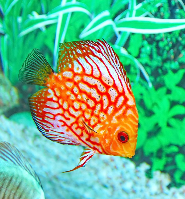 Elite Aquarium Design: Silent, Efficient Customization