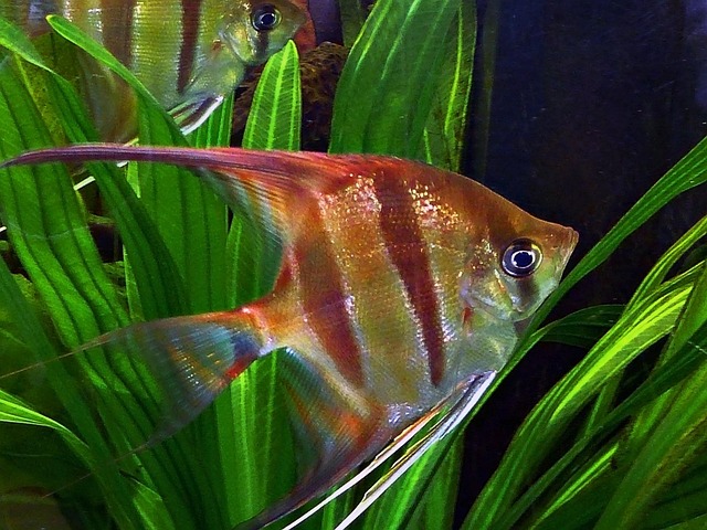 Elite Aquarium Customization: Fresh & Saltwater Ecosystems Explored