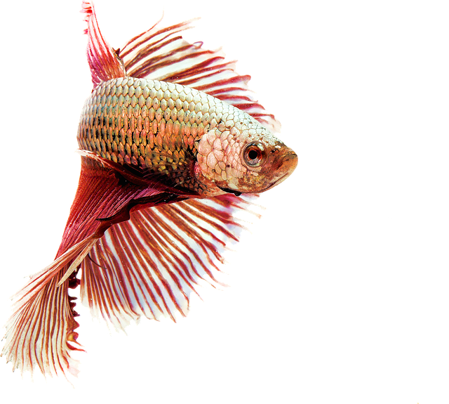 public-aquarium-design-640x480-71840433.png